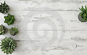 Group of Succulents on White Wooden Table