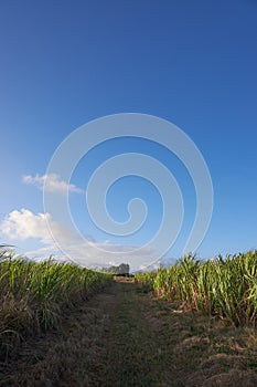 A Group of Sugar Canes 10