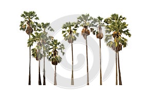 Group of sugar palm tree on isolated, an evergreen leaves plant di cut on white background with clipping path. photo