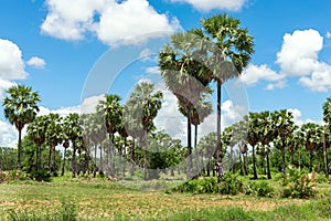 Group of Sugar palm trees