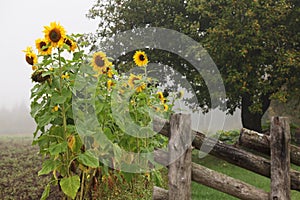 A group of Sunflowers blooming next to an old wooden fence during a misty late summer day
