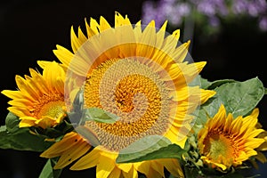 Group of Sunflowers in full bloom