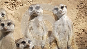 Group of suricates stand sentry
