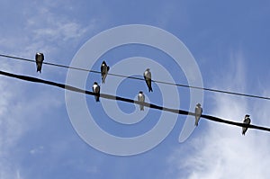 Group of swallows perched on a pair of electrical wires, a sunny afternoon photo
