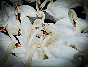 Group of swan. vignetting style