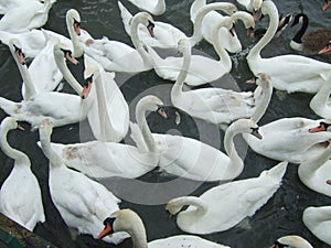 Group of swans