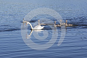 Group of swans on blue lake, largest waterfowl family, white adult, gray little swan animals, birds hurrying