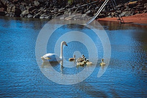 Group of swans on blue lake, largest waterfowl family, white adult, gray little swan animals, water reflections