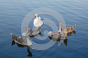 Group of swans floating on lake at summer day selective focus