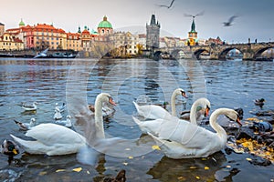 Group of Swans floating on Vltava river of Prague at sunrise, Czech Republic