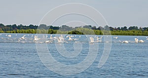 Group of swans flying over the lake, 4k slow motion. Danube Delta