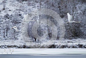 A group of swans flying over the lake and seat on the lake