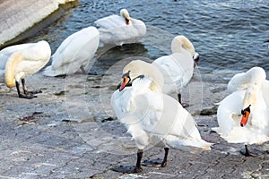 A group of swans near the lake