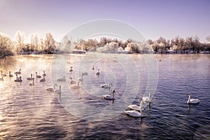 A group of swans swims on a lake on a frosty winter day.