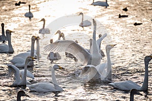 A group of swans swims on a lake on a frosty winter day.
