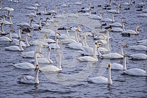 A group of swans swims on a lake on a frosty winter day.