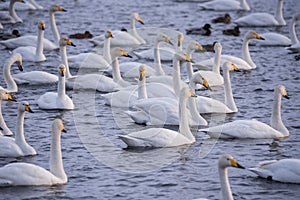 A group of swans swims on a lake on a frosty winter day.