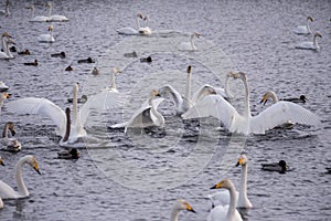 A group of swans swims on a lake on a frosty winter day.