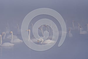 A group of swans swims on a lake on a frosty winter day.