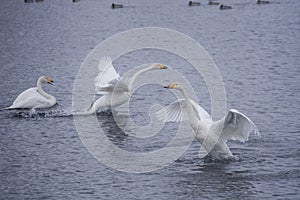 A group of swans swims on a lake on a frosty winter day.