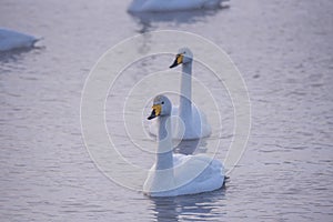 A group of swans swims on a lake on a frosty winter day.