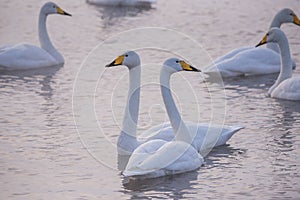 A group of swans swims on a lake on a frosty winter day.