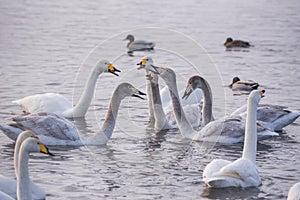 A group of swans swims on a lake on a frosty winter day.