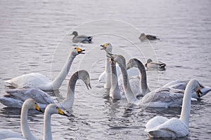 A group of swans swims on a lake on a frosty winter day.