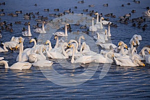 A group of swans swims on a lake on a frosty winter day.