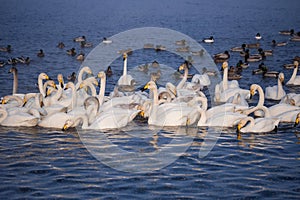 A group of swans swims on a lake on a frosty winter day.