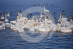 A group of swans swims on a lake on a frosty winter day.