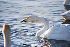 A group of swans swims on a lake on a frosty winter day.