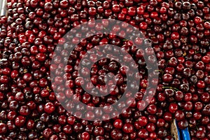 Group of sweet cherries forming a texture