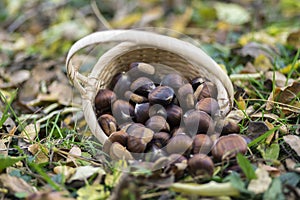 Group of sweet chestnuts spilled in the grass and autumn leaves, small wicker basket