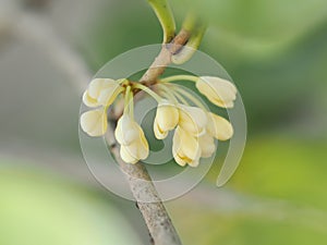 Group of Sweet osmanthus or Sweet olive flowers blossom on its tree