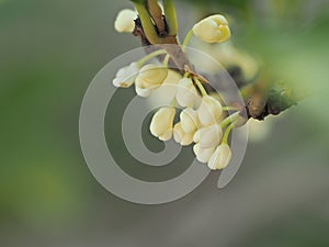Group of Sweet osmanthus or Sweet olive flowers blossom on its tree