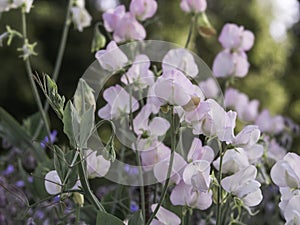 A group of Sweet peas blooming