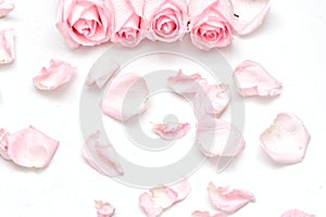 A group of sweet pink rose blossom with droplets and corollas