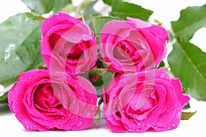 A group of sweet pink rose blossom with droplets on corollas, white isolated background
