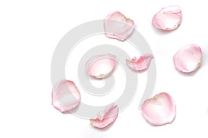 A group of sweet pink rose corollas on white isolated