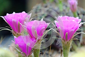 A group of sweet purple Mammillaria cactus flower blossom in a pot