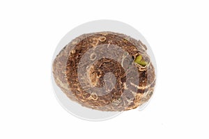 Group of sweet taro root isolated on white background arbi or Aravi roots with one cut in cross sections