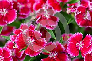 A group of Sweet William flowers up close