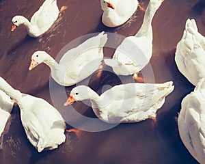 Group of swimming geese