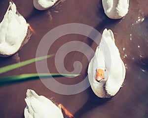 Group of swimming geese