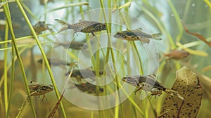 A group of tadpoles and a hatchling thriving in a clear pond, with a polliwog navigating through water reeds