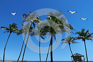 Group of tall palm trees and group of flying seagull over clear