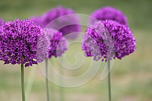 Alliums