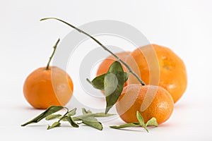 Group of tangerines on white background