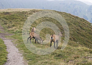 Group of Tatra chamois, rupicapra rupicapra tatrica grazing standing on a footpath at summer mountain meadow in Low